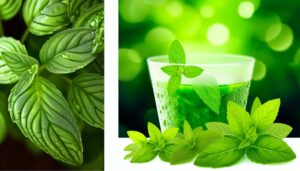 Green Glucose – Plant-Based Blood Sugar Support That Actually Keeps Up